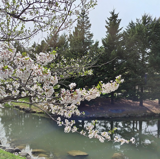 札幌　桜